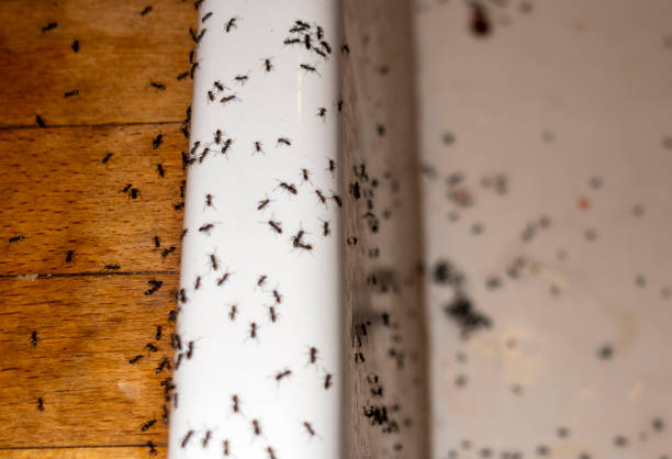 Best Pest Control Near Me  in Warwick, RI